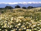 Wild flowers at Aptera on our Crete tour