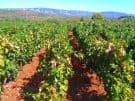 Vines growing on the Stari Grad Plain