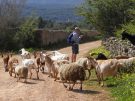 Peter Sommer and goats in the Stari Grad Plain