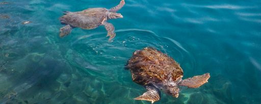 Two large sea turtles swimming together near the surface of clear blue ocean water.