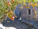 Street, house and pomegranate tree In the ruined village of Donja (Lower) Nakovana in Croatia