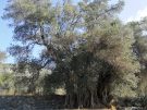 old olive tree on Crete