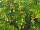 Like baubles in a Christmas tree: ripe pomegranates at the site of Labraunda in Caria, Turkey