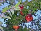 Ripe pomegranates in Lycia. Image: L.B.