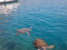 Caretta Caretta sea turtles in Kastellorizo harbour