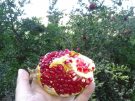 A fresh pomegranate, picked from a tree at Kaunos on the Carian Coast of Turkey