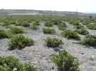 A vineyard near Akrotiri on Santorini.