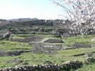 Springtime view over the agora and theatre of Morgantina