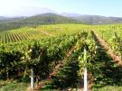 Naousa vineyards on the slopes of Mt. Vermion.