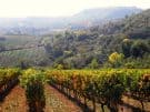 Vineyards in autumn, overlooked by Naousa Town on the horizon.