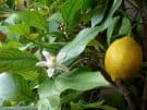 Lemon fruit and flower on the same branch. (Image by Elena Chochkova.)