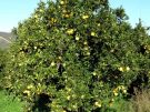 A lemon tree on Crete in full fruit in winter