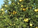 A lemon tree with lots of lemons