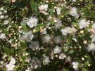 The real thing: a myrtle bush in bloom (in Sardinia). The plant, which is common around the Mediterranean, carried various symbolic connotations in antiquity and is still much loved today. (Image by Giancarlo Dessi.)