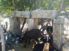 goats at Sidyma in Turkey