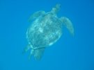 A caretta caretta turtle swimming under water near Kaş in Turkey