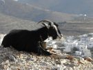 goat on Amorgos