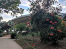 Entrance path to the Palace of Nestor archaeological site in Pylos, Greece. A paved walkway leads toward the large, modern white protective canopy that covers the ruins, with lush green trees and orange-red flowering shrubs in the foreground under a bright sky.