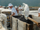 A mid-action image of several men harvesting salt at the Ston Salt Works in Croatia. They are using shovels to toss bright white sea salt into wooden rail cars, with white salt crystals scattering through the air against a backdrop of the salt pans and green hills.