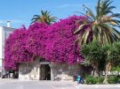 A medieval town gate between the ancient agora and the modern town square adorned by a magnificent Bougainvillea in Kos town in Greece